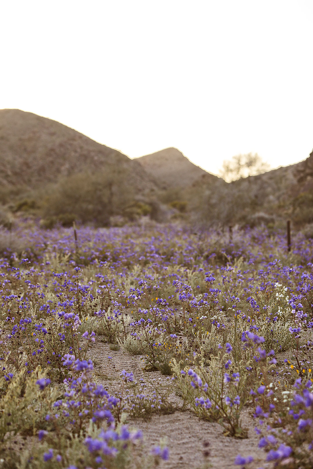 Joshua Tree Super Bloom + 11 Best Places to See California Wildflowers
