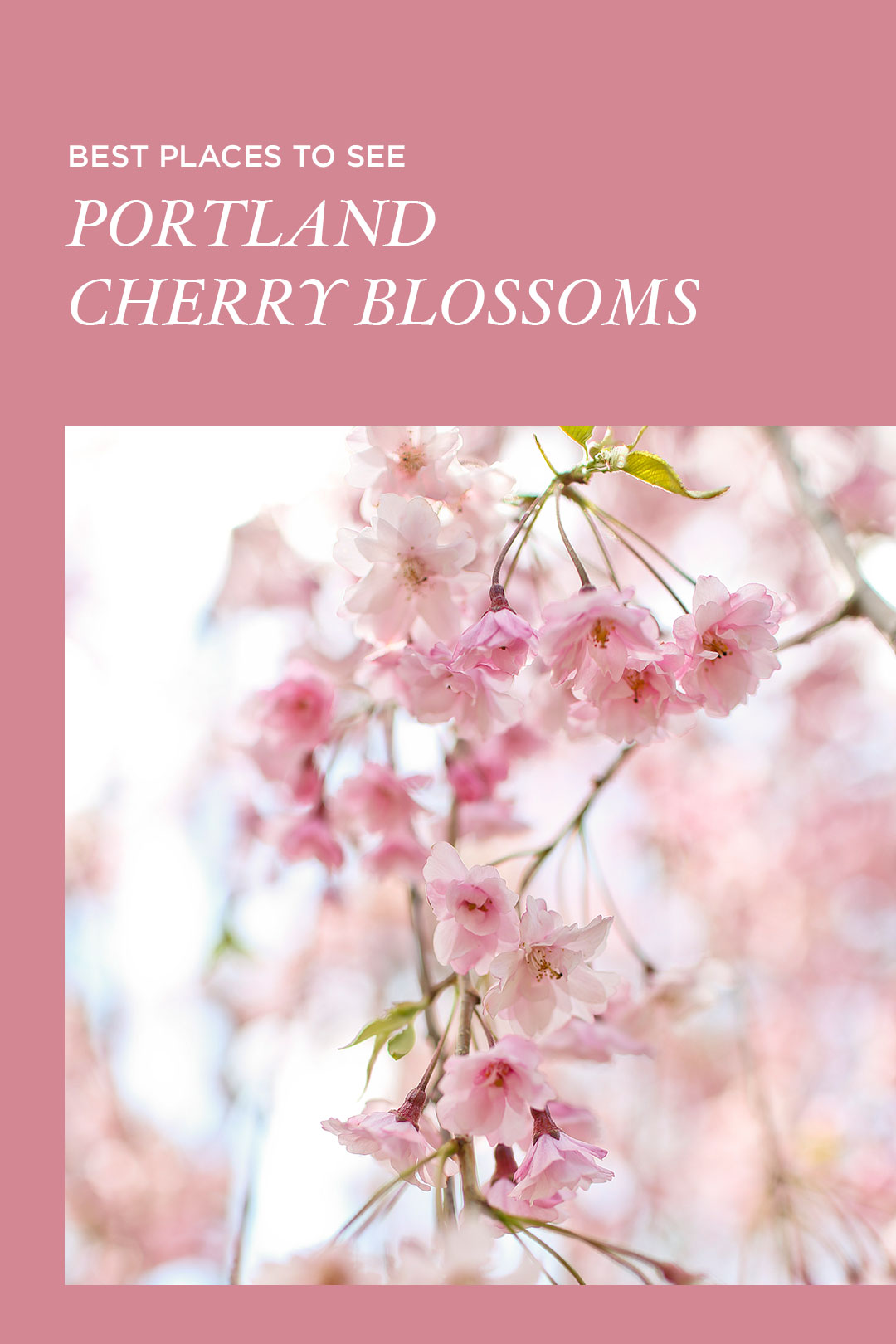 Where and When to See Portland Cherry Blossoms // Local Adventurer #pdx #portland #oregon #cherryblossom