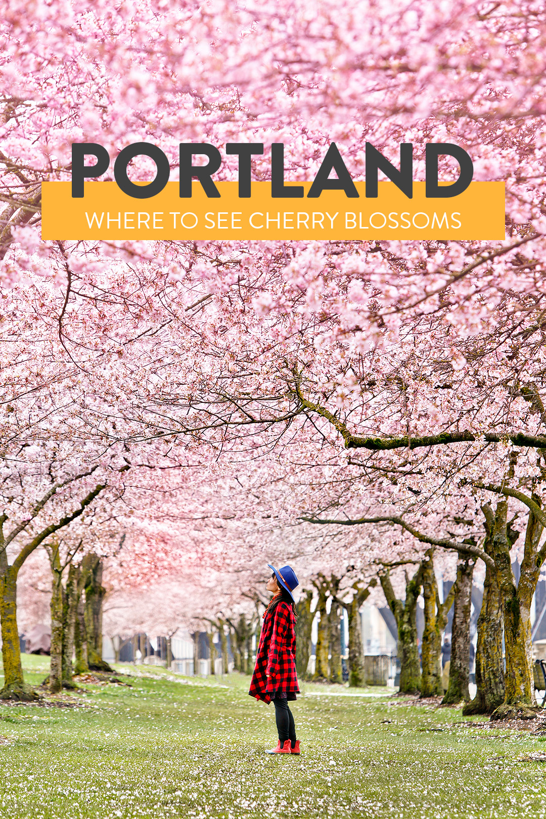 Where and When to Find Portland Cherry Blossoms // Local Adventurer #springtravel #cherryblossom