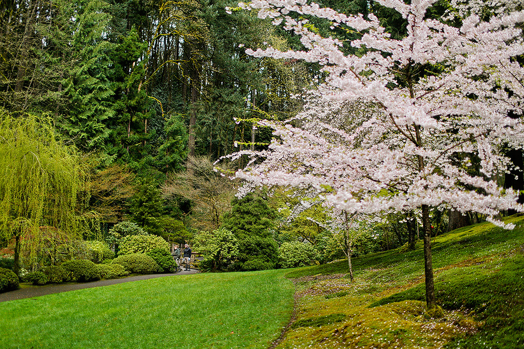 Portland Japanese Garden Cherry Blossom Trees + Your Essential Guide to Cherry Blossoms in Portland OR // Local Adventurer #cherryblossom #spring #pdx
