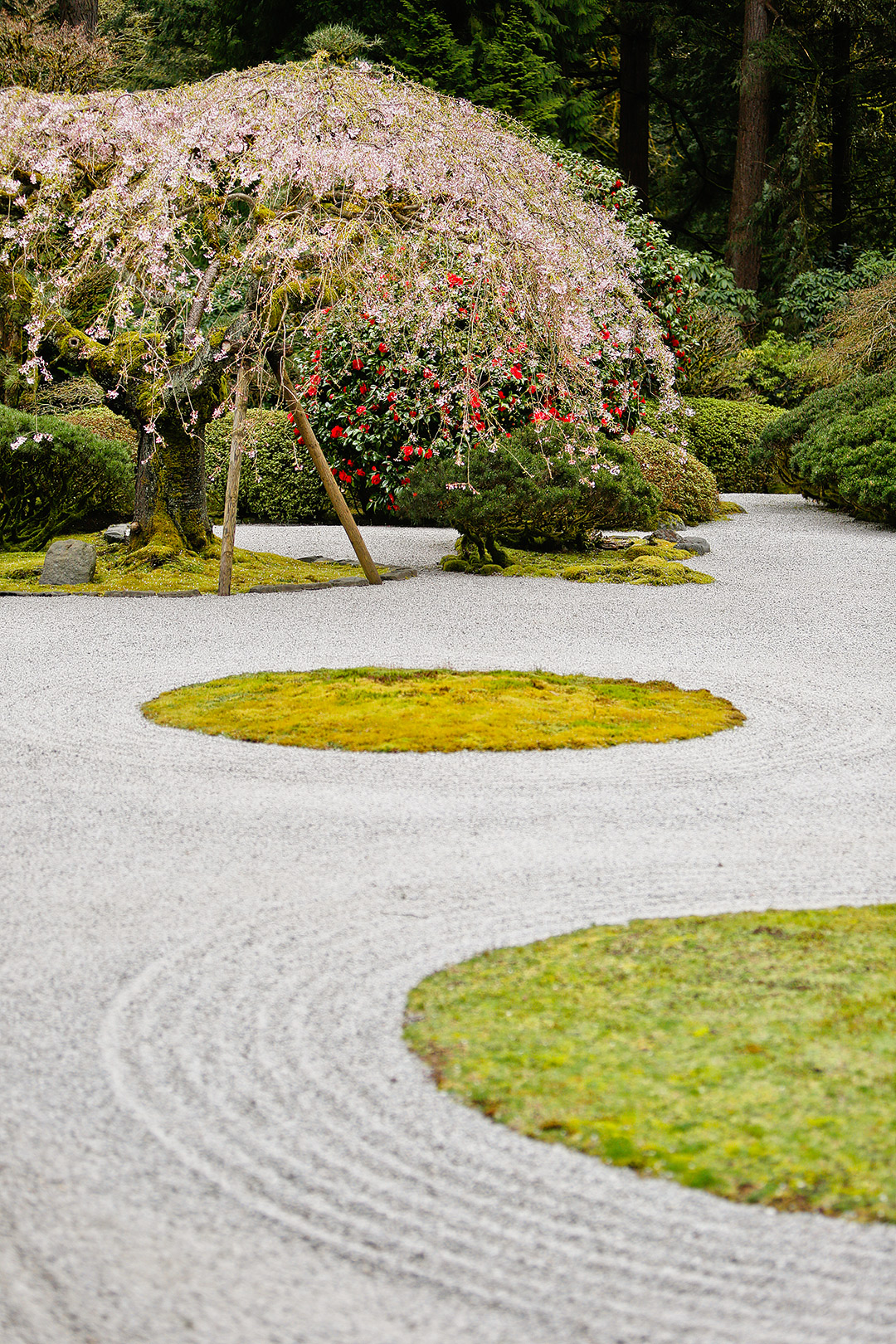 Portland Japanese Garden + Your Essential Guide to Portland Cherry Blossoms // Local Adventurer #cherryblossom #pdx