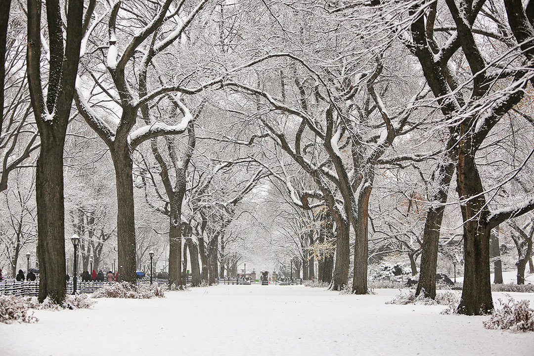 Snow in Central Park NYC