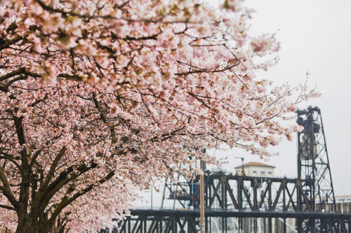 Best Places to See Cherry Blossoms in Portland Oregon