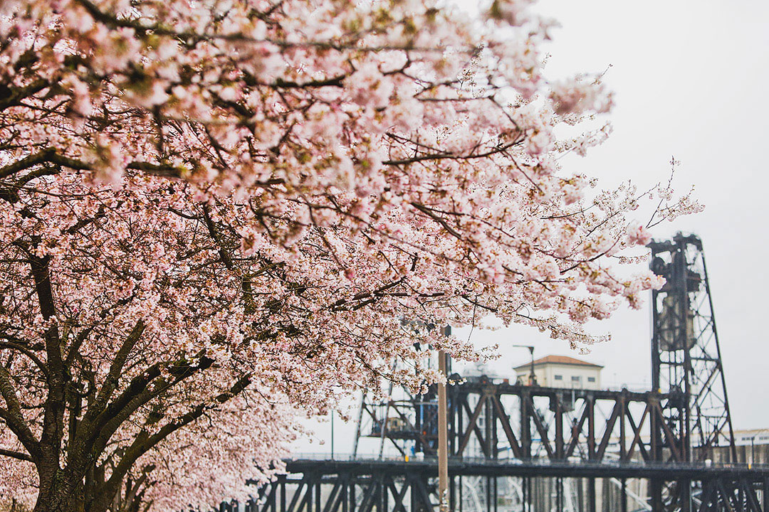 Tom McCall Waterfront Park Cherry Blossoms // Local Adventurer #pdx #portland #oregon