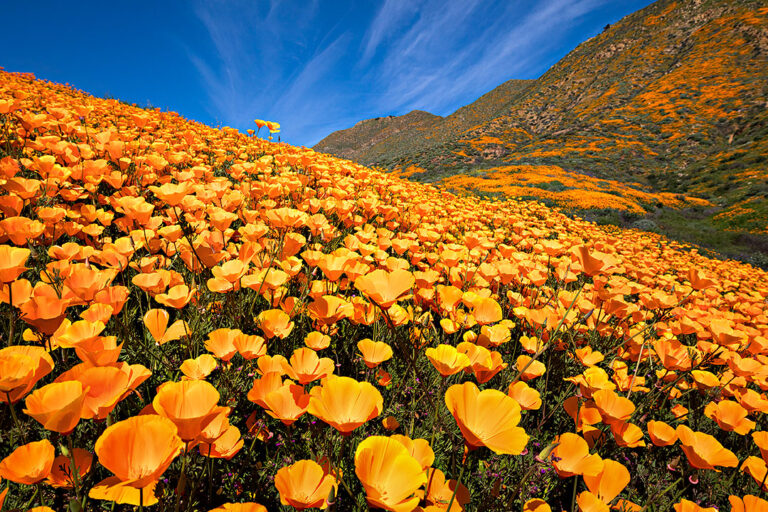 11+ Beautiful California Flower Fields You Must Visit This Spring