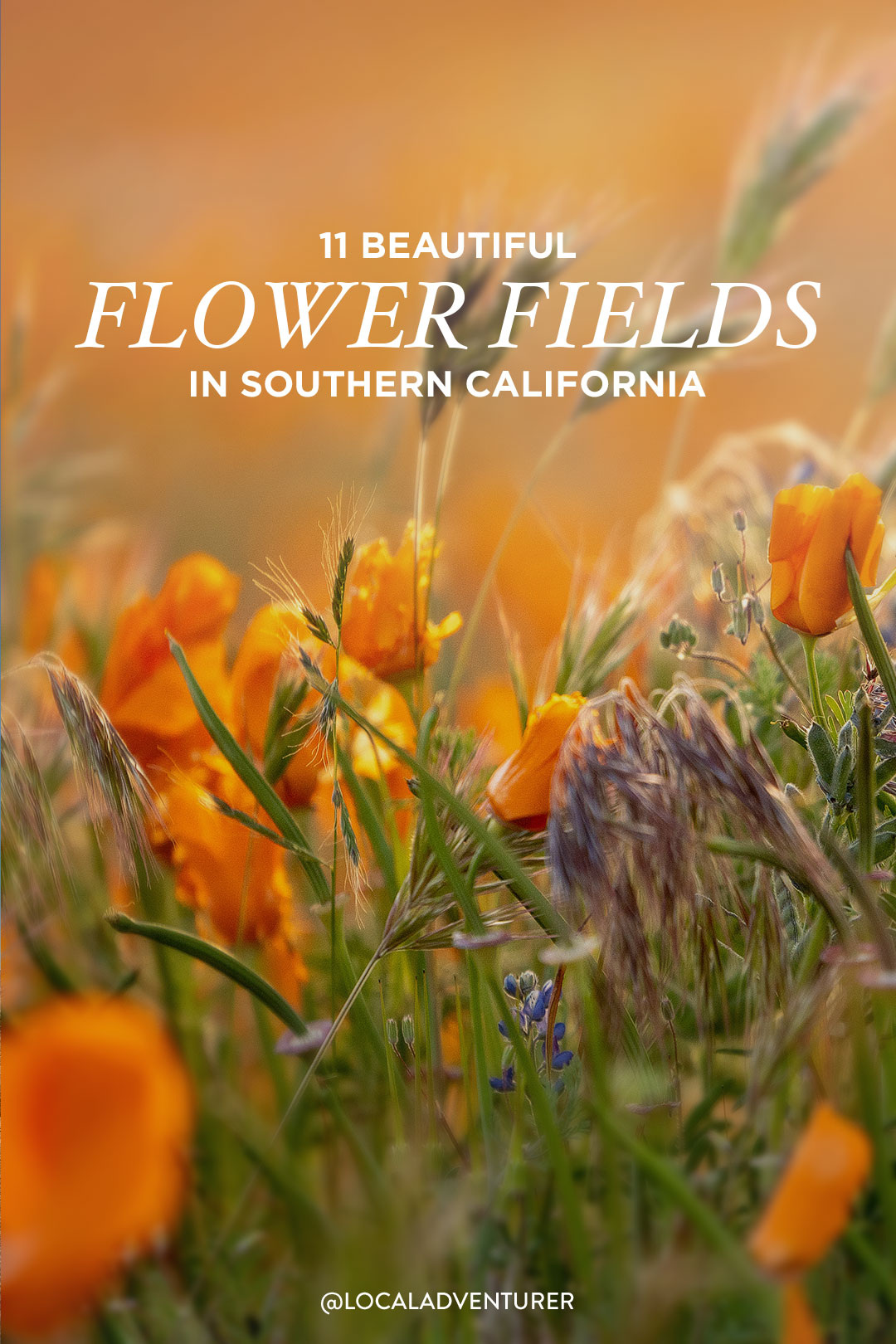 Wildflowers Southern California