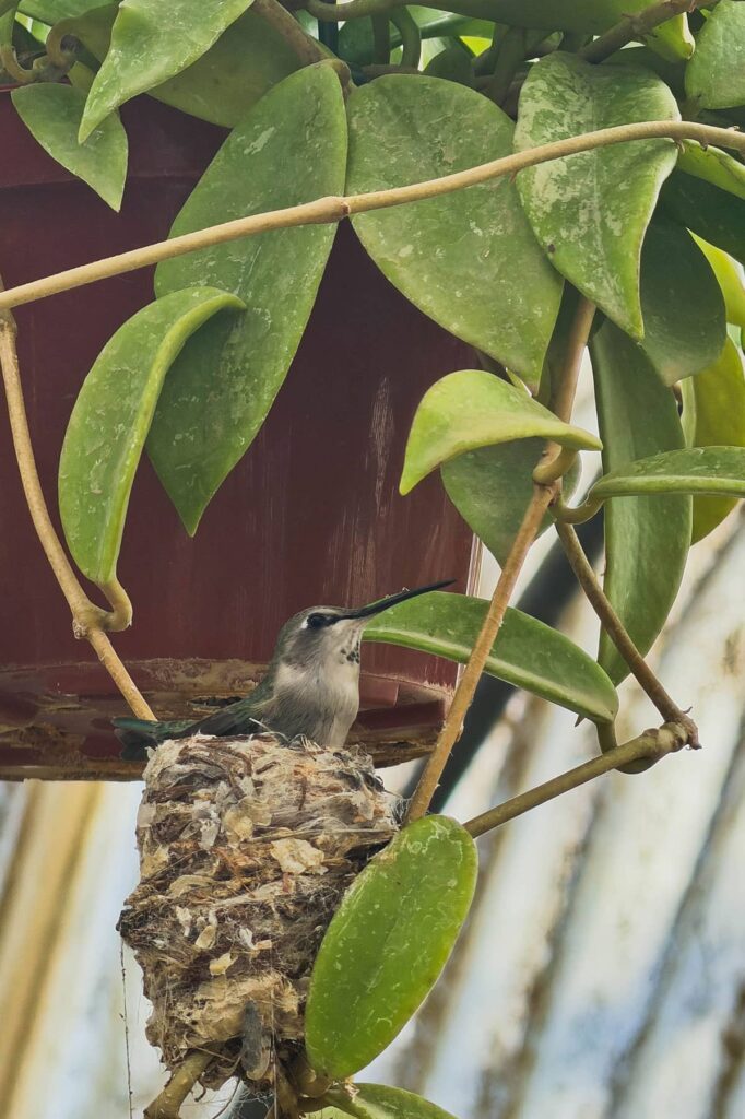 moorten botanical garden and cactarium photos