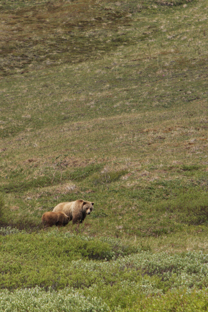 Seeing Denali Grizzly Bear on the Tundra Wilderness Tour