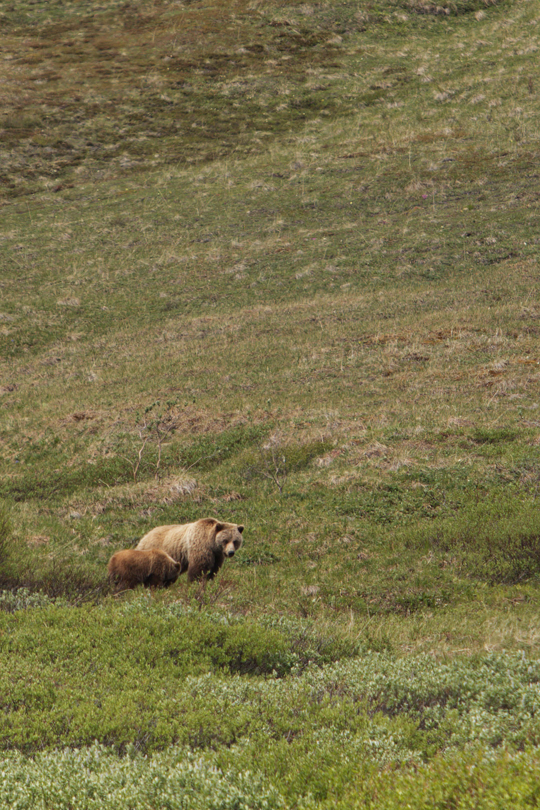 Seeing Denali Grizzly Bear on the Tundra Wilderness Tour