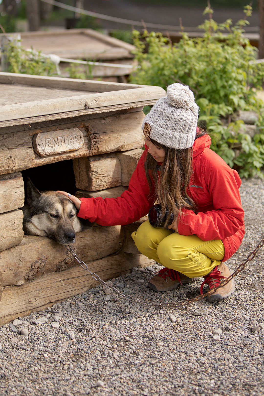Meet the Canine Rangers at the Denali Kennels
