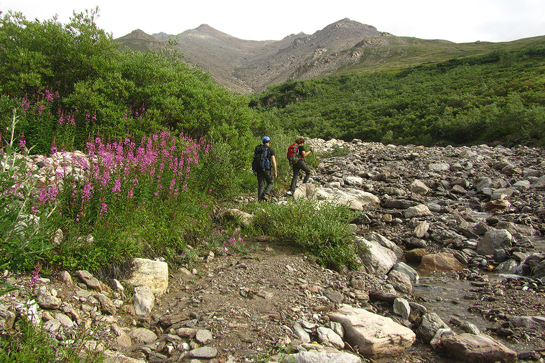 Denali National Park Hikes