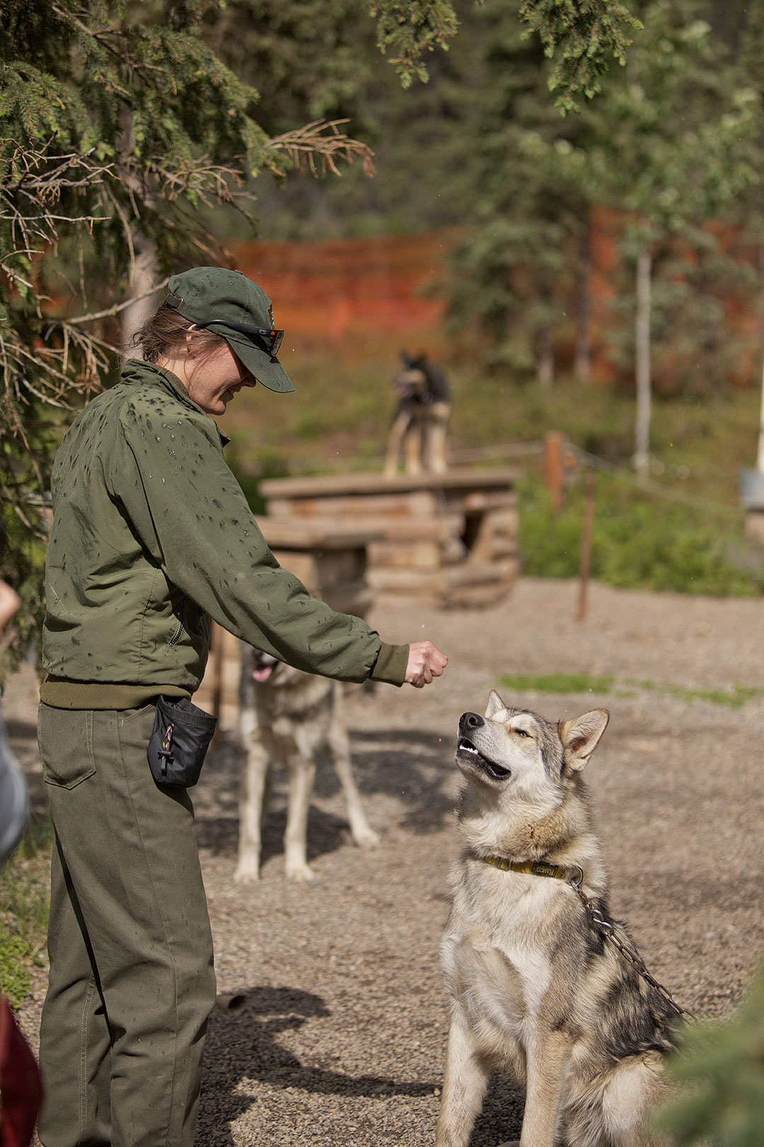 Meet the Canine Rangers at the Denali National Park Kennels