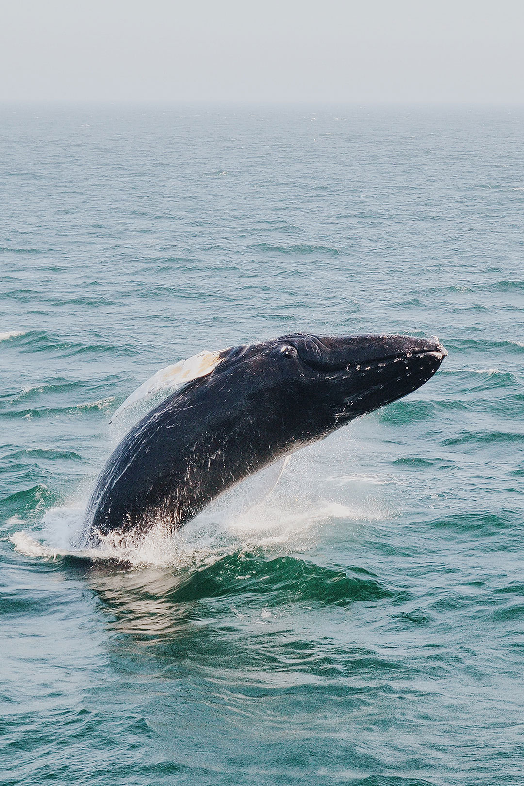 Bar Harbor Whale Watch + Best Time for Whale Watching + Other Tips