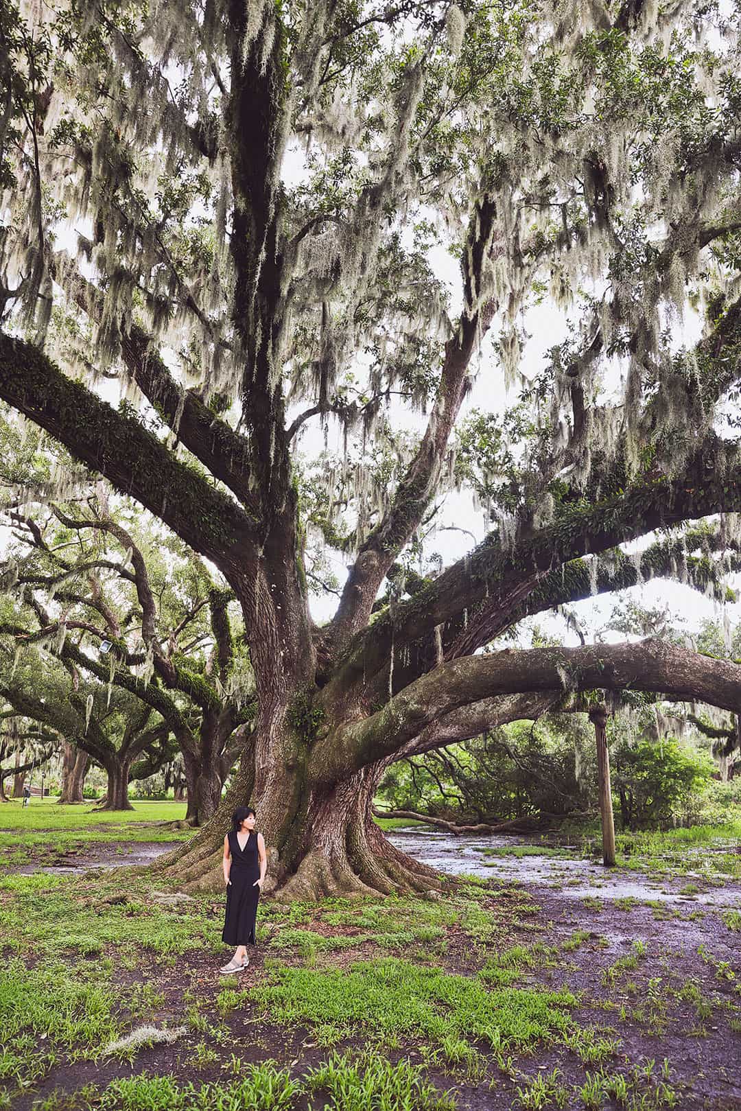 mcdonogh oak city park new orleans