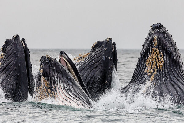 15 Best Places to Whale Watch in the US + When to Go