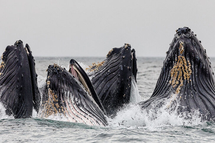 Monterey Bay Whale Watch + Best Places for Whale Watching Near Me