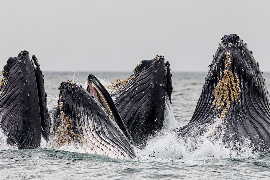 15 Best Places to Whale Watch in the US + When to Go