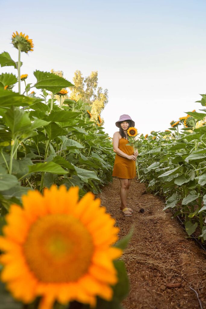 sunflower field las vegas