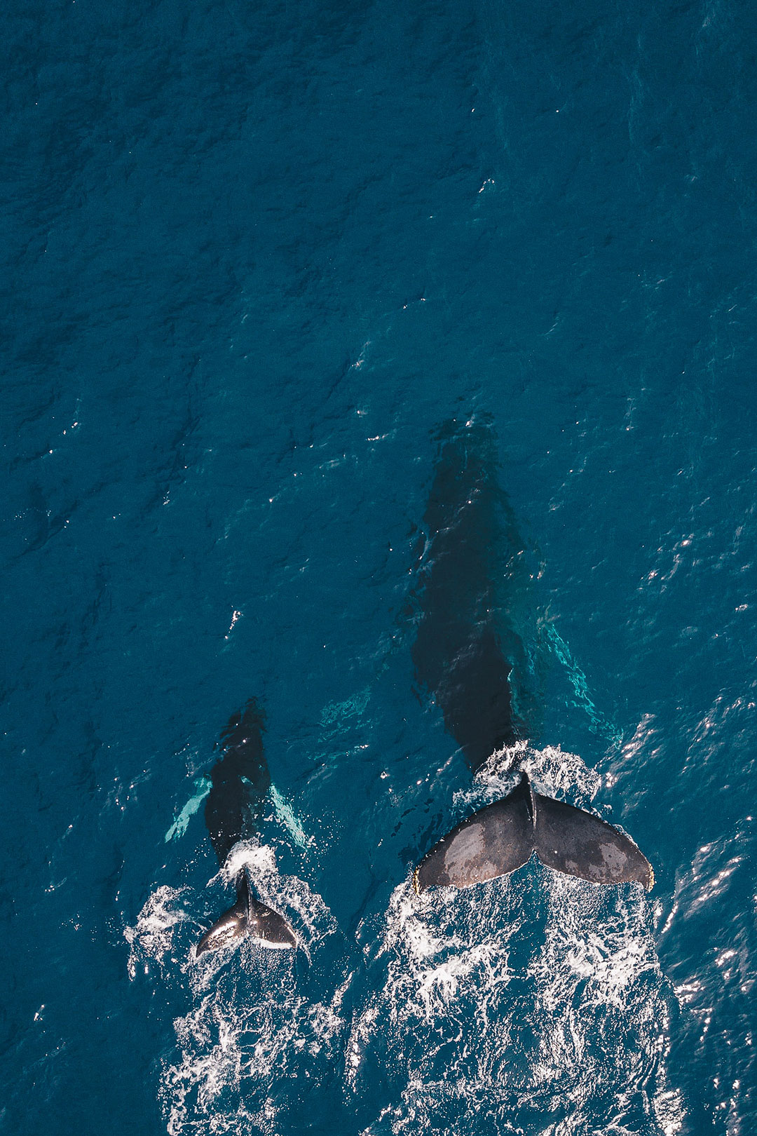 Whale Watching Maui