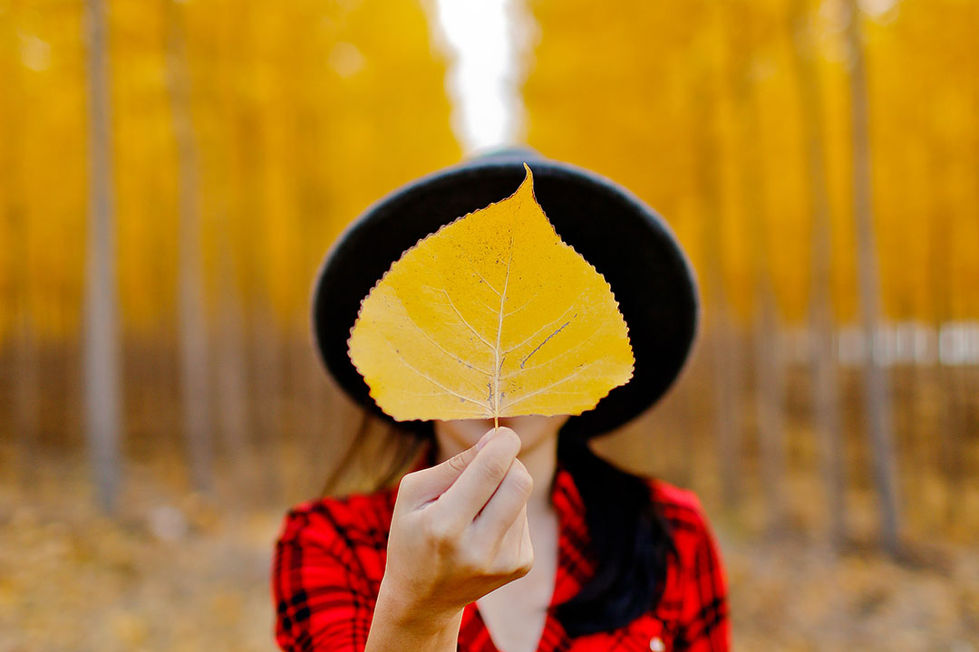 You are currently viewing Last Chance to See the Autumn Colors of the Boardman Tree Farm