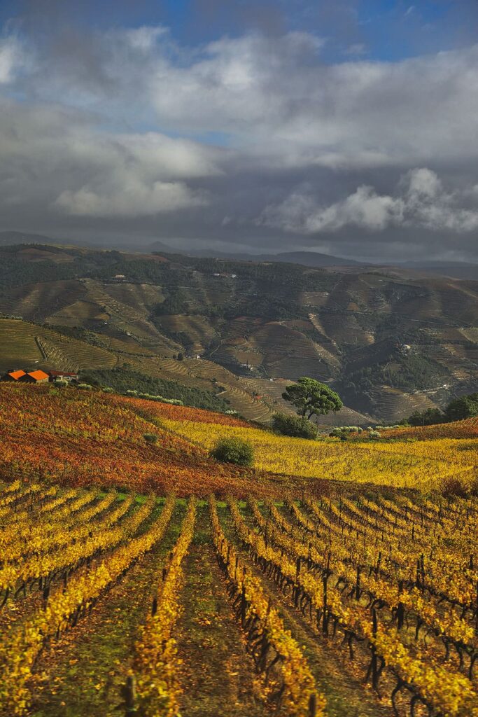 Douro Valley Wine Tour on Douro River Cruise