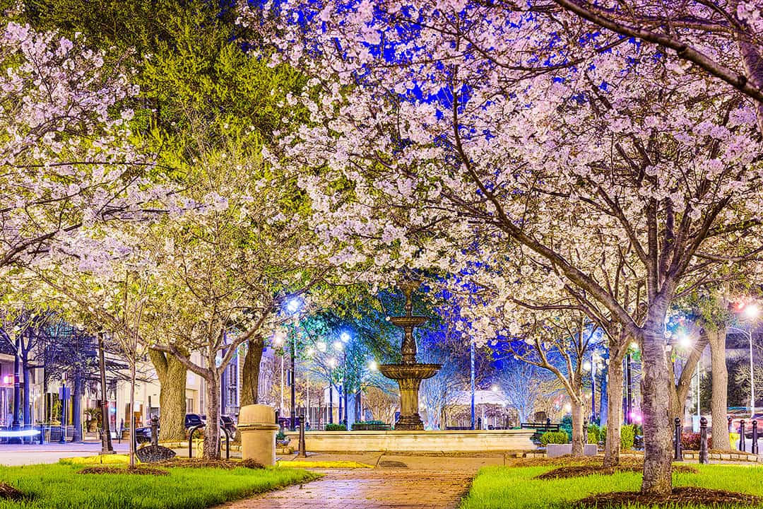 International Cherry Blossom Festival Macon GA