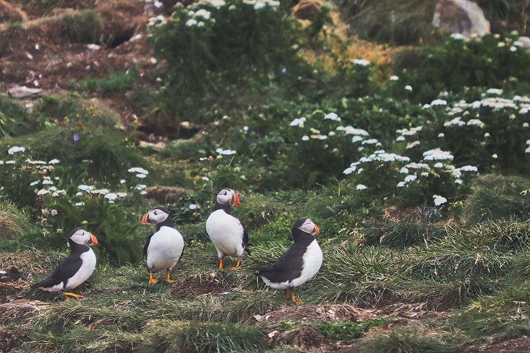 Elliston Puffins and Root Cellars