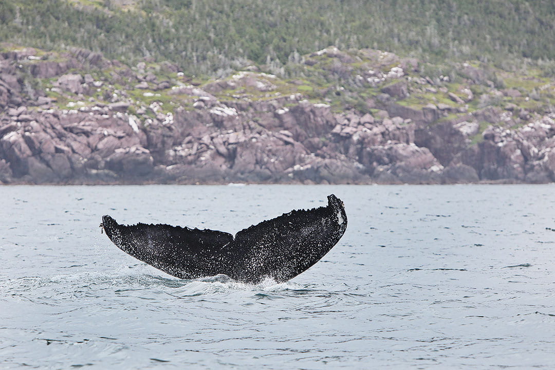 Whale Watching Newfoundland and Labrador