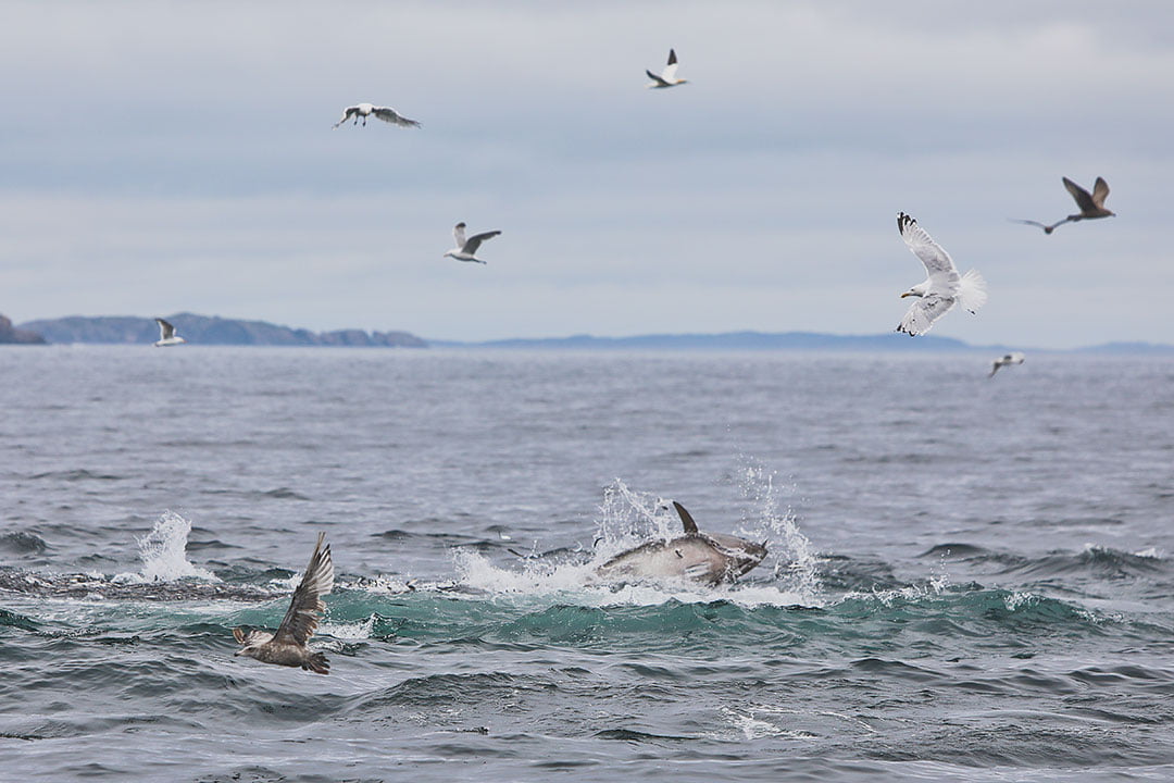 Whale Watching Tours Newfoundland and Labrador