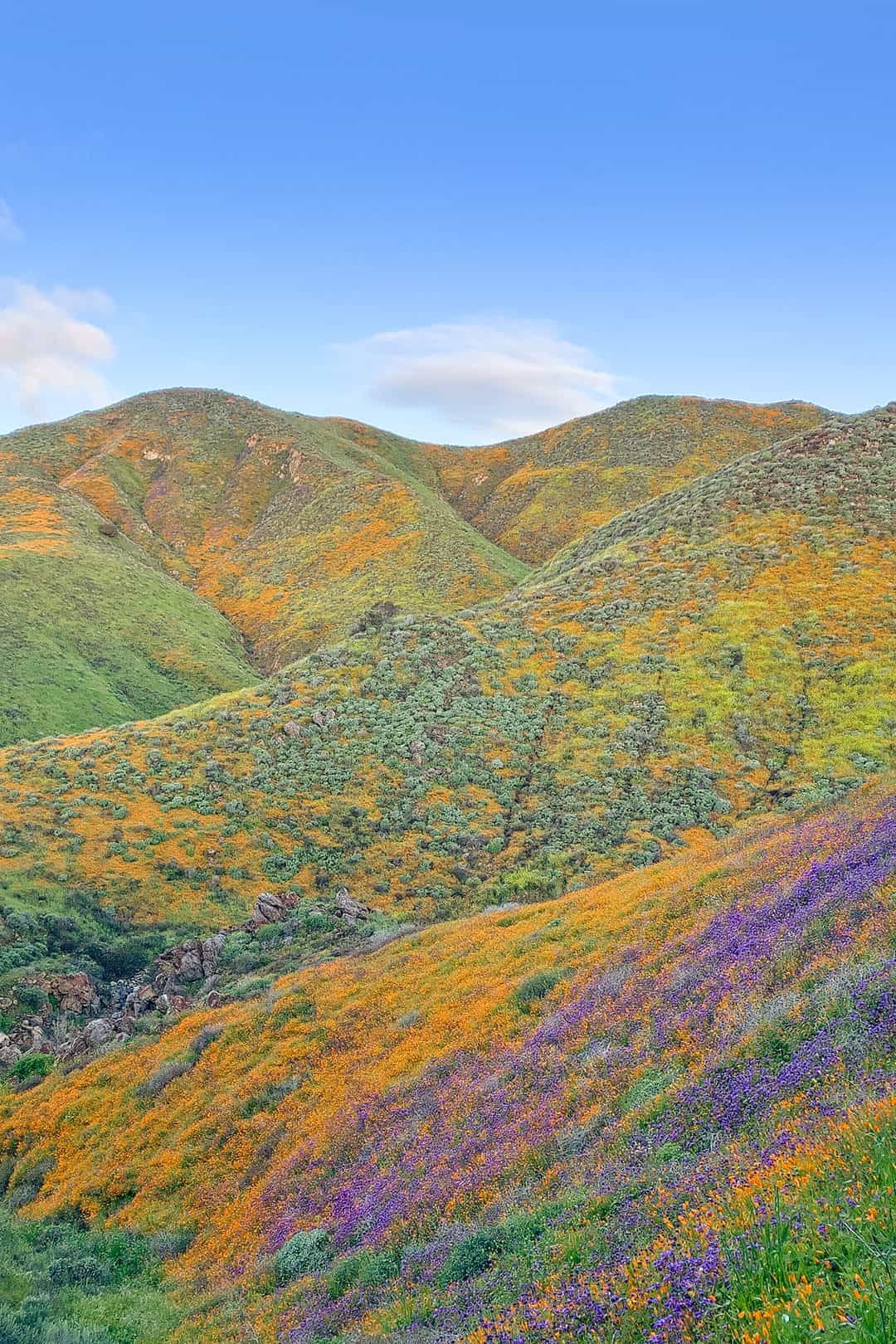 Walker Canyon Poppies