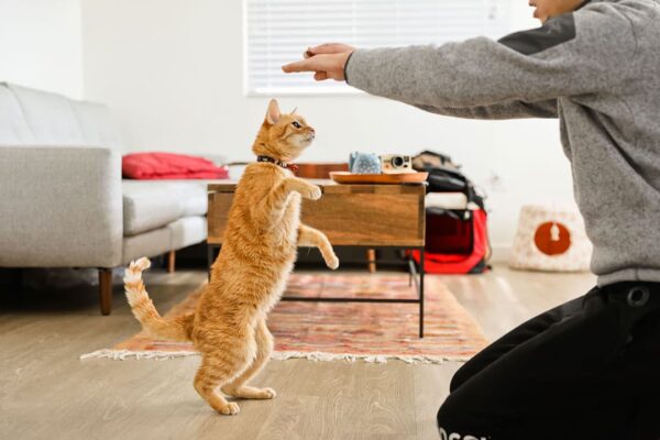 101 Fun Things to Do at Home While Social Distancing » Local Adventurer