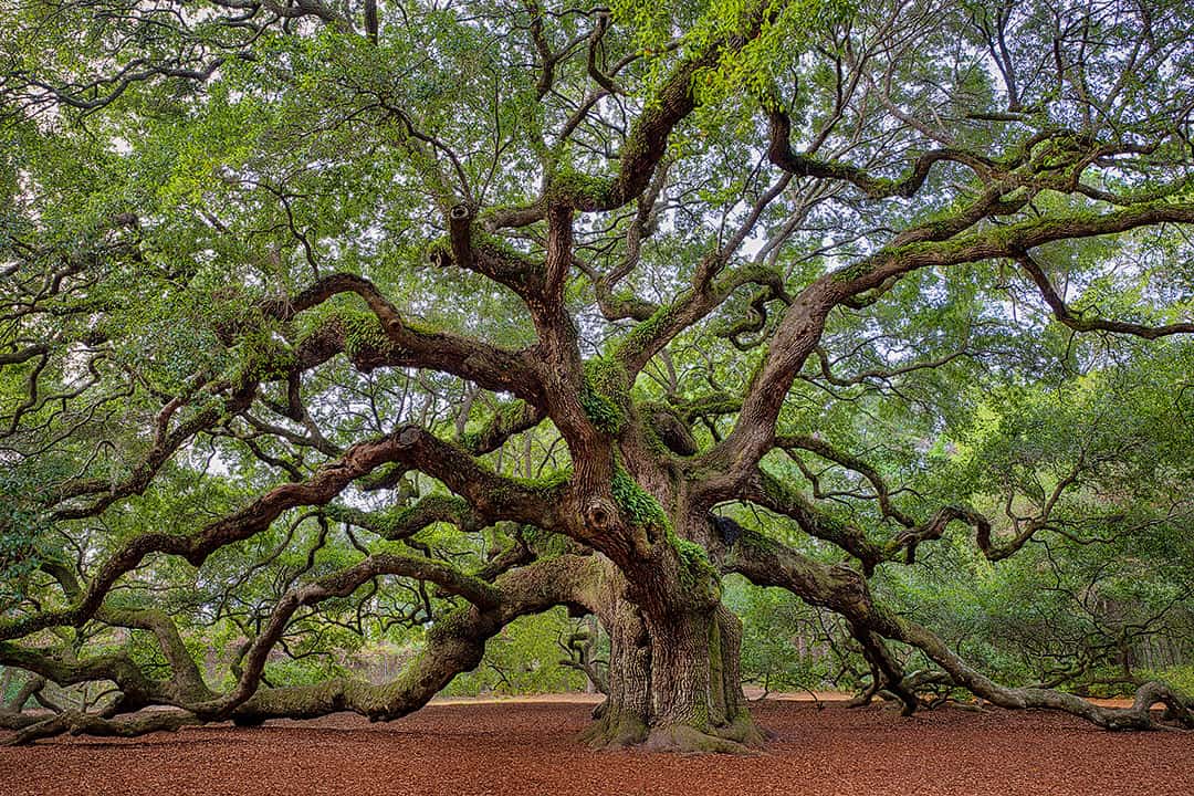 Angel Oak Tree SC