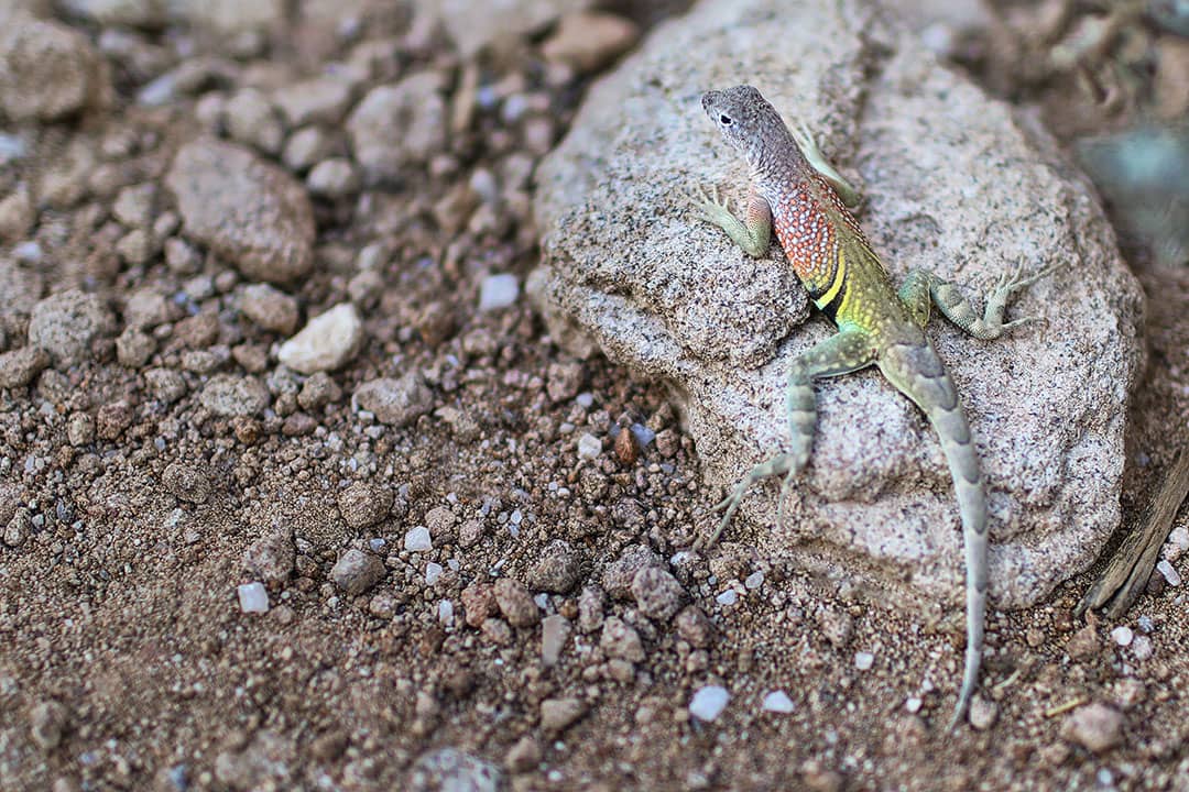 Big Bend National Park Wildlife