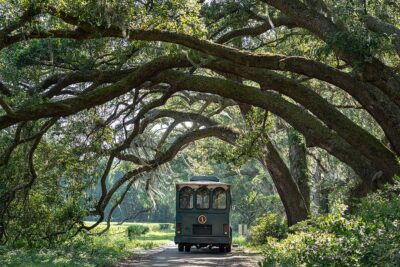Charleston Tea Plantation + 25 Amazing Free Things to Do in Charleston SC