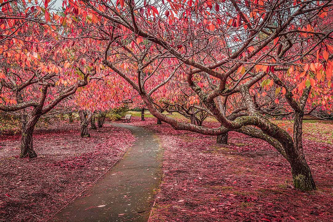 Dandenong Ranges National Park