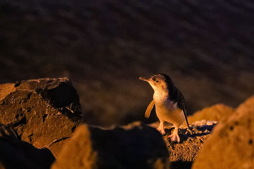 Penguins at St Kilda