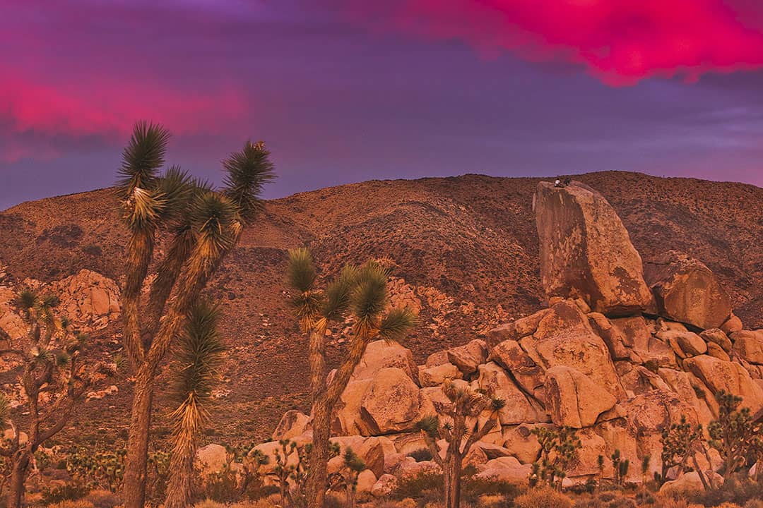 Joshua Tree Sunset