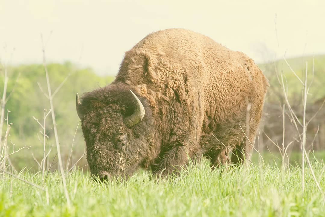 midewin national tallgrass prairie bison