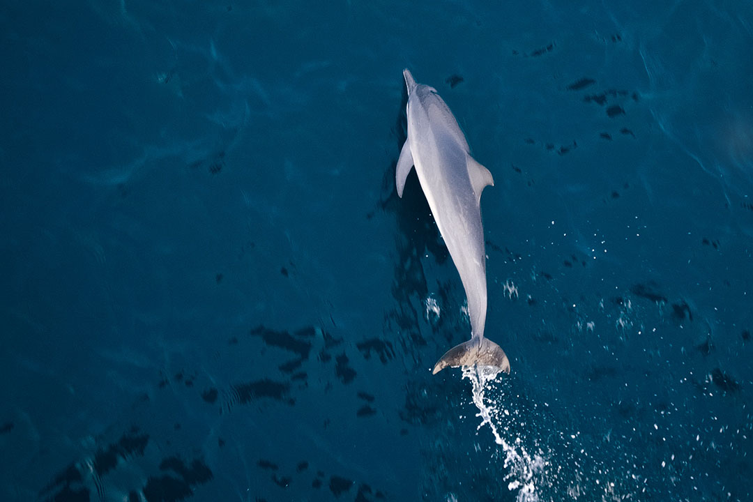 Dolphin Tours Destin