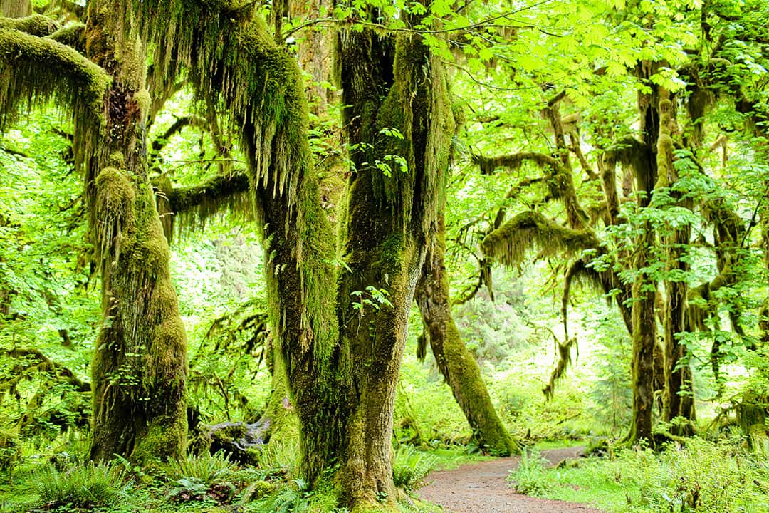 Olympic National Park Hall Of Mosses Local Adventurer Travel Adventures In Las Vegas World Wide