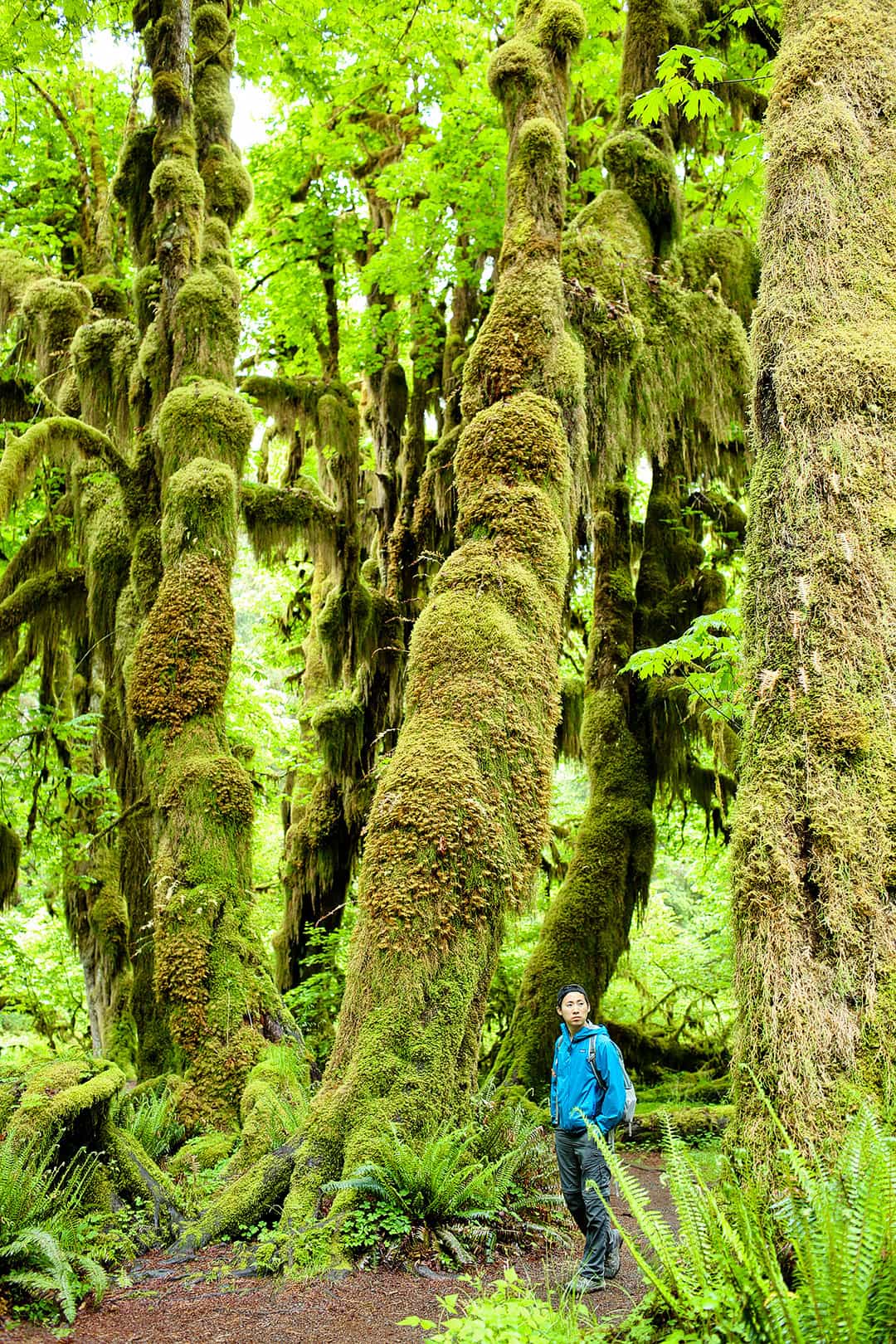 Hall of Mosses Trail in Olympic National Park