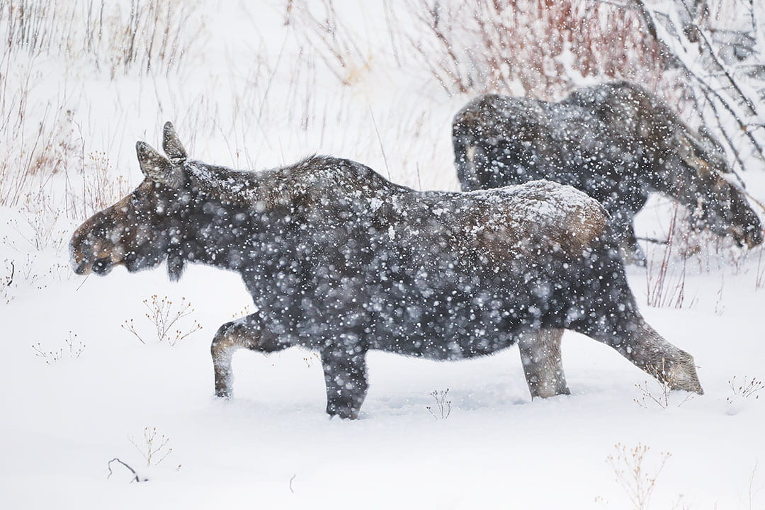 moose grand teton