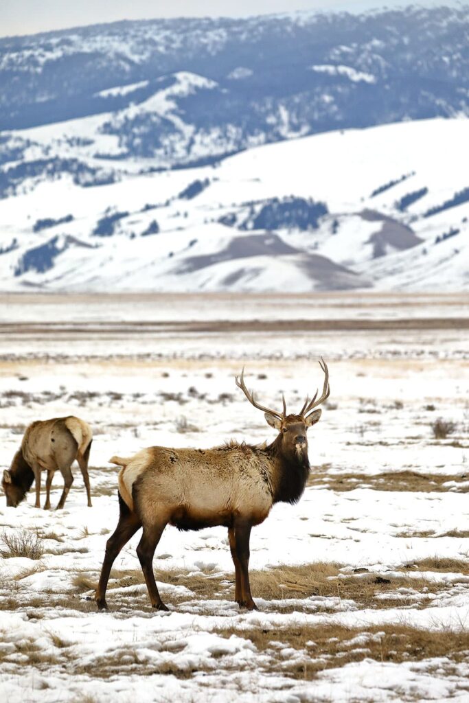 national elk refuge sleigh rides