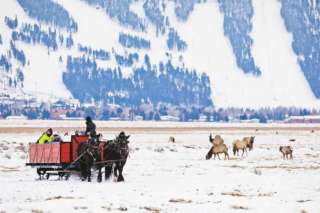 sleigh rides jackson hole