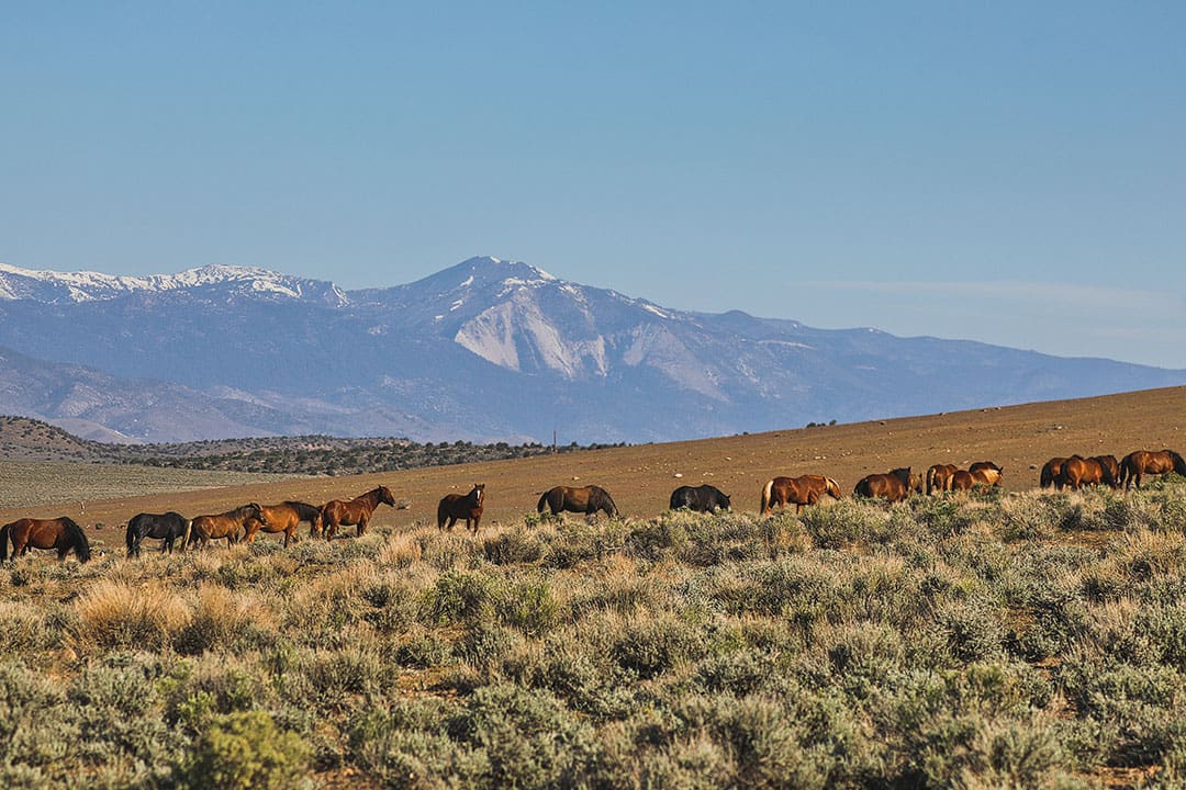 nevada wild horses