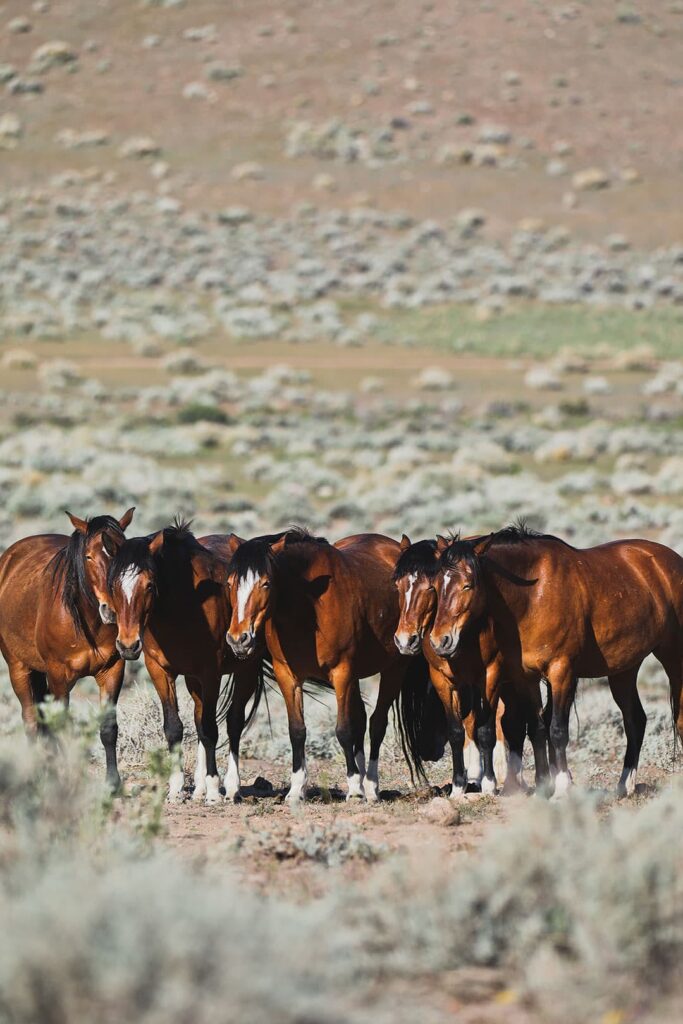 wild horses in nevada