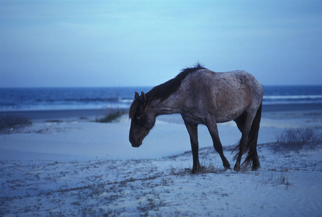 camping at cumberland island