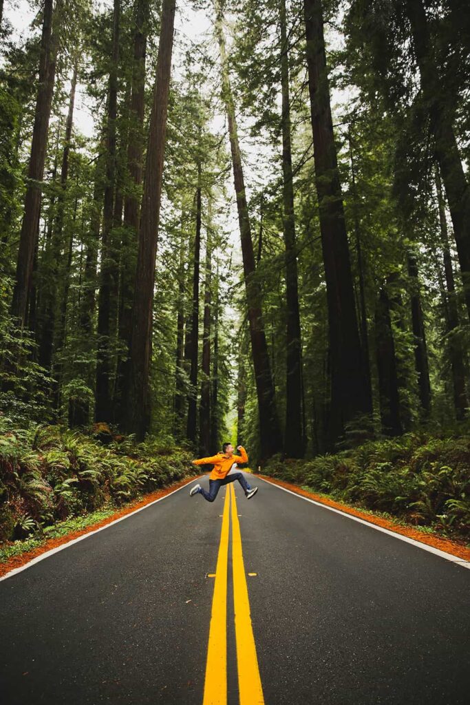 avenue of the giants redwoods