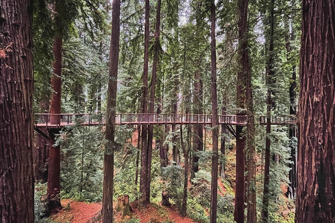 redwood skywalk eureka california