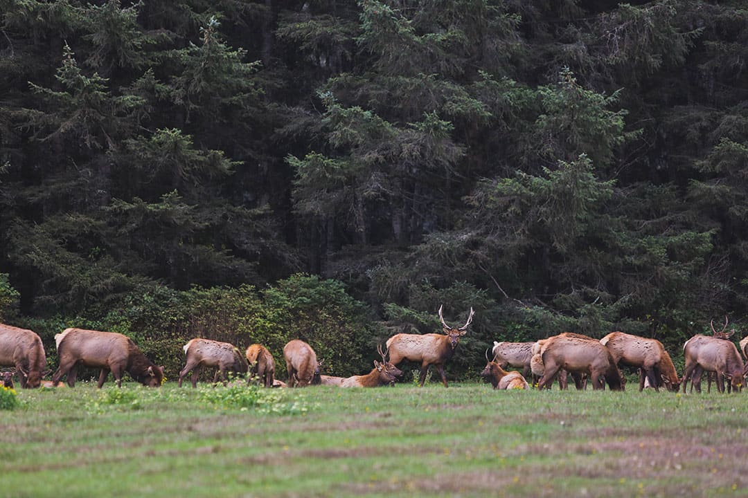 roosevelt elk redwood national park